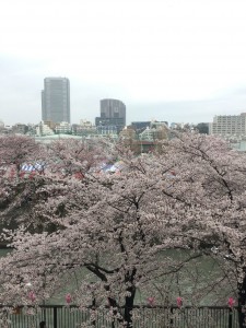 桜